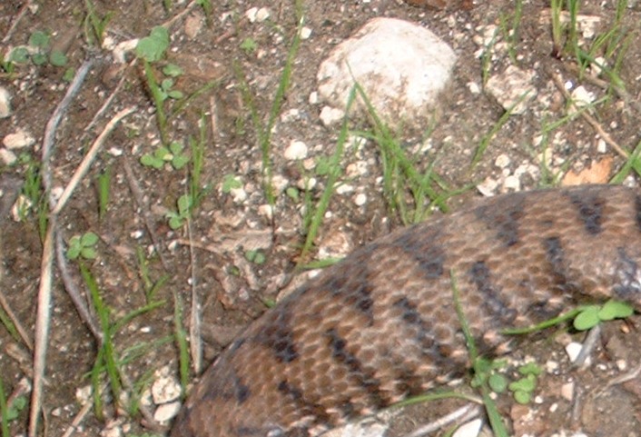 vipera